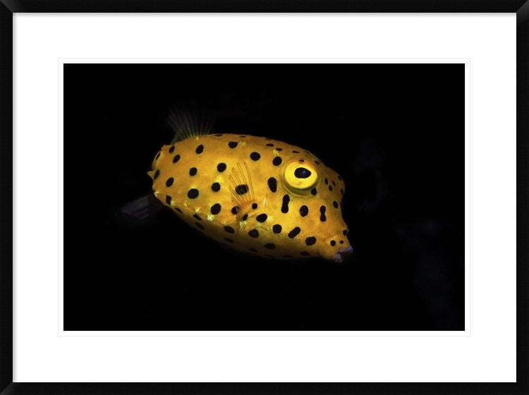 "Yellow Boxfish" Framed Digital Print by Barathieu Gabriel, 32x24"