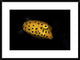 "Yellow Boxfish" Framed Digital Print by Barathieu Gabriel, 32x24"