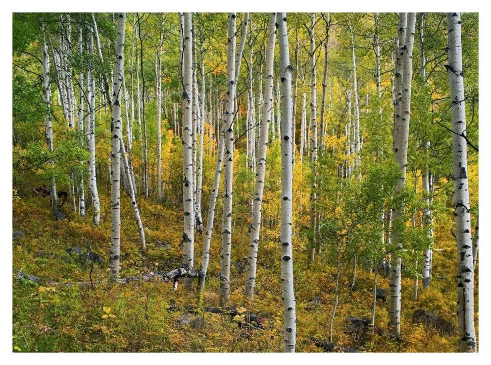 "Aspen forest, Colorado" Digital Paper Print by Tim Fitzharris, 26"x20"