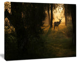 Deer In Sunset In Deep Forest, Large Forest Canvas Art Print, 60"x28"
