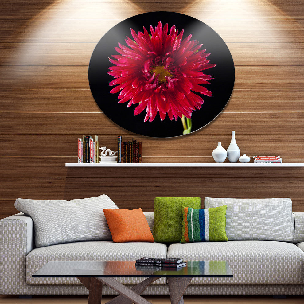 Chrysanthemum Flower On Black, Flowers Disc Metal Wall Art, 11"
