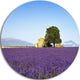 Lavender Flowers Blooming Field, Landscape Round Wall Art, 11"