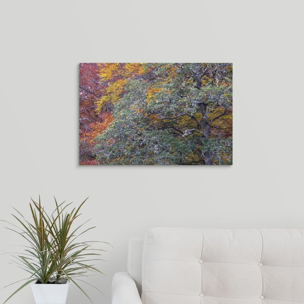 "Autumns Progress" Wrapped Canvas Art Print, 24"x16"x1.5"