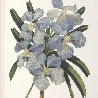 Uttermost Orchid Botanical Framed Prints Set of 6