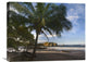 "Palm Trees Line Pelada Beach, Costa Rica" Artwork, 24" x 18"