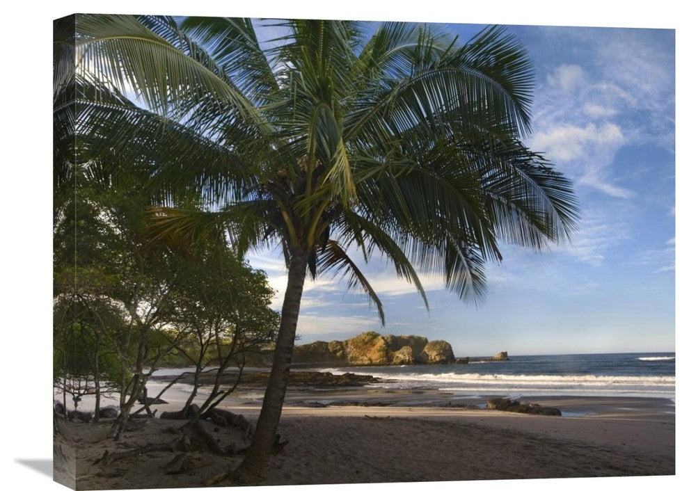 "Palm Trees Line Pelada Beach, Costa Rica" Artwork, 24" x 18"