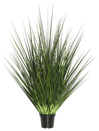 Full product on white background; shows entire potted grass with no text or diagrams.
