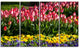 Red Tulips with Yellow Purple Flowers, Flower Canvas Print, 48"x28", 4 Panels