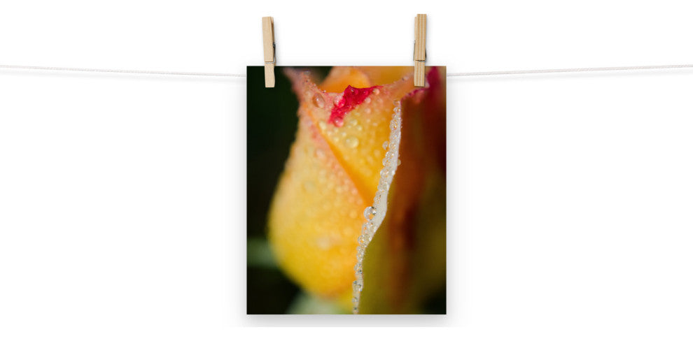 Dew on Yellow Rose Nature Photography, Floral Unframed Wall Art Print, 8" X 10"