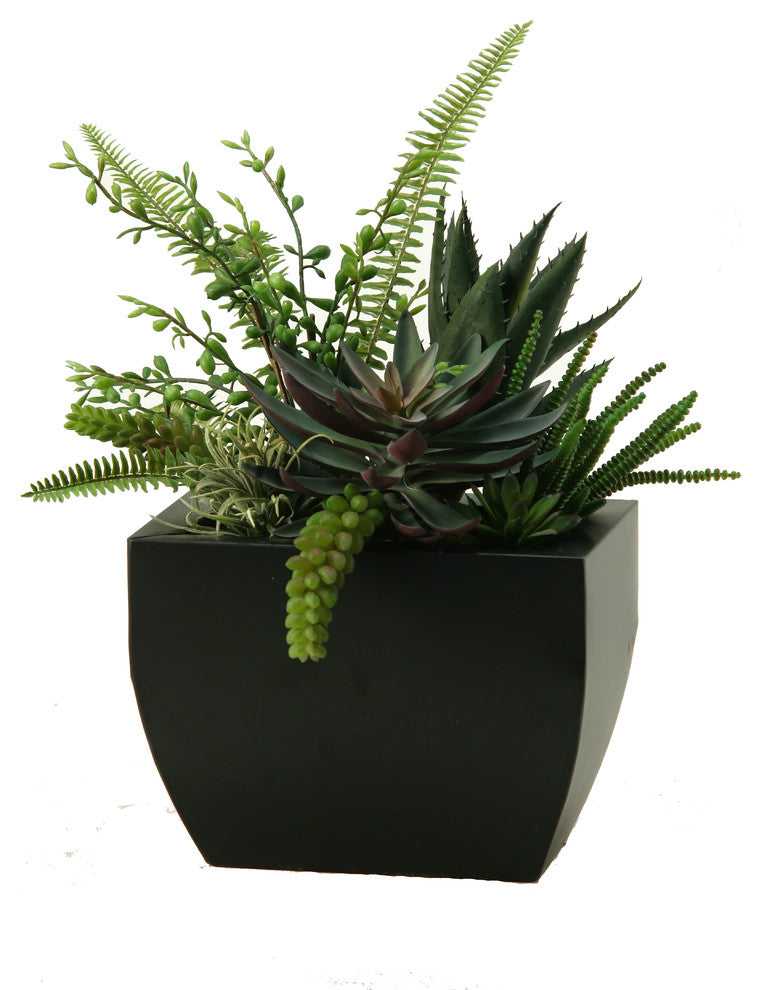 Aloe, Echeveria, Succulents in Rectangle Metal Planter