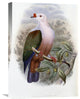 "New-Ireland Fruit-Pigeon" Artwork, 15"x22"