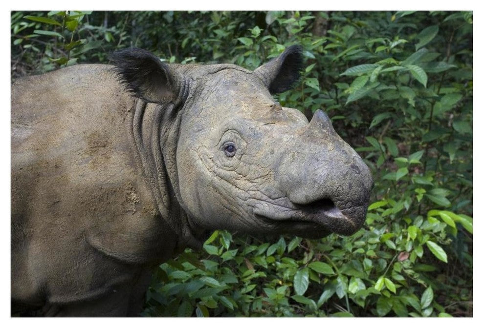 "Sumatran Rhinoceros, Sumatran Rhino Sanctuary, Way Kambas" Paper Art, 50"x34"