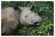"Sumatran Rhinoceros, Sumatran Rhino Sanctuary, Way Kambas" Paper Art, 50"x34"