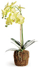 Phalaenopsis Orchid Drop-In 23", Yellow