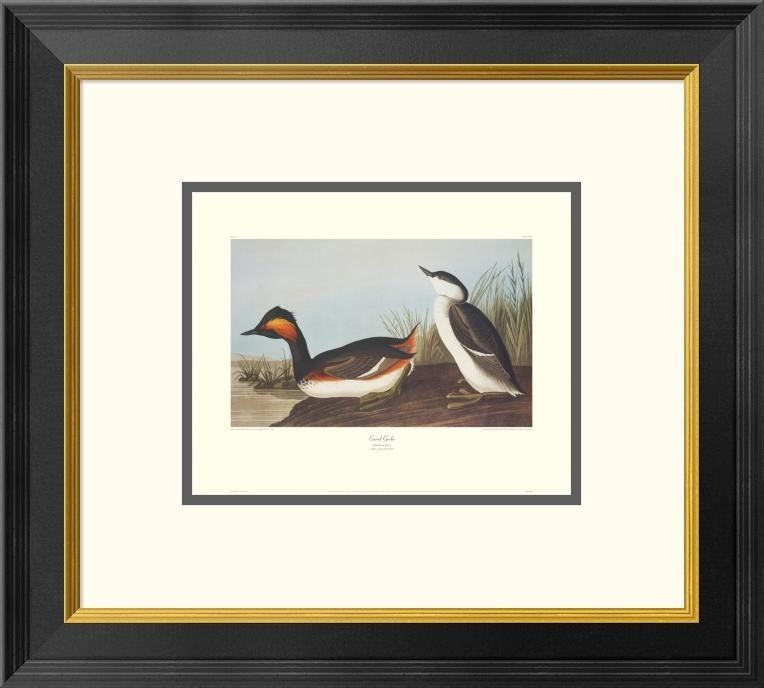 "Eared Grebe (decorative border)"  by John James Audubon, 20x18"