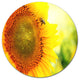 Sunflower Blooming On Field, Animal Disc Metal Artwork, 23"