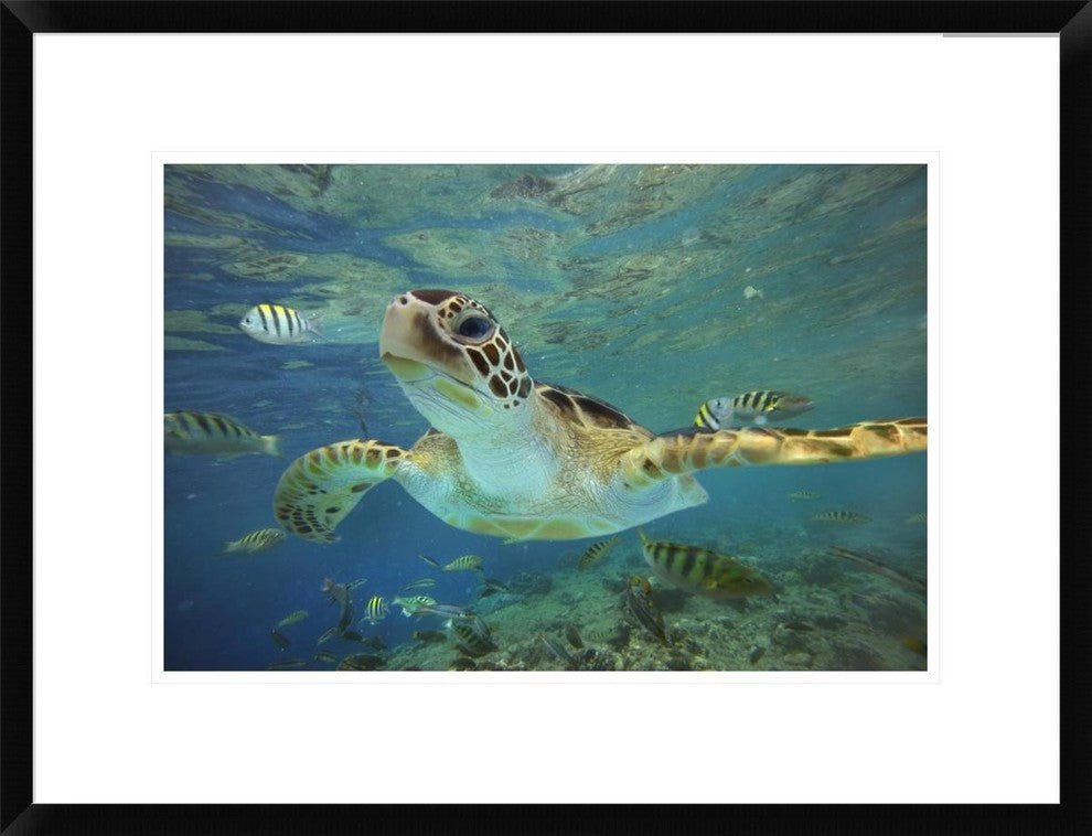 "Green Sea Turtle, Balicasag Island, Philippines"  by Tim Fitzharris, 26x20"