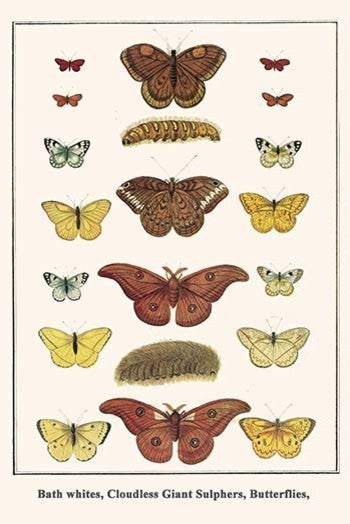 Bath Whites, Cloudless Giant Sulphers, Butterflies, - Fine Art Giclee Print