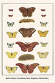 Bath Whites, Cloudless Giant Sulphers, Butterflies, - Fine Art Giclee Print