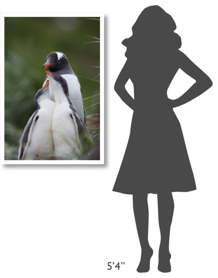 "Gentoo Penguin hungry chicks begging, Gold Harbor" Paper Art, 26"x38"