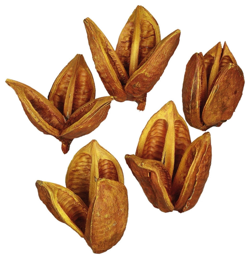 Vickerman H2SORB725-1 3-4" Aspen Gold Sora Pods, Bulk Case, 25 per Case, Dried