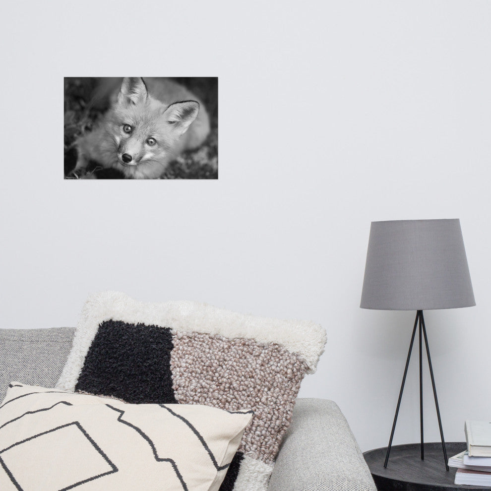 Young Red Fox Face Black & White Animal Wildlife Photograph Loose Wall Art Print, 12" X 18"