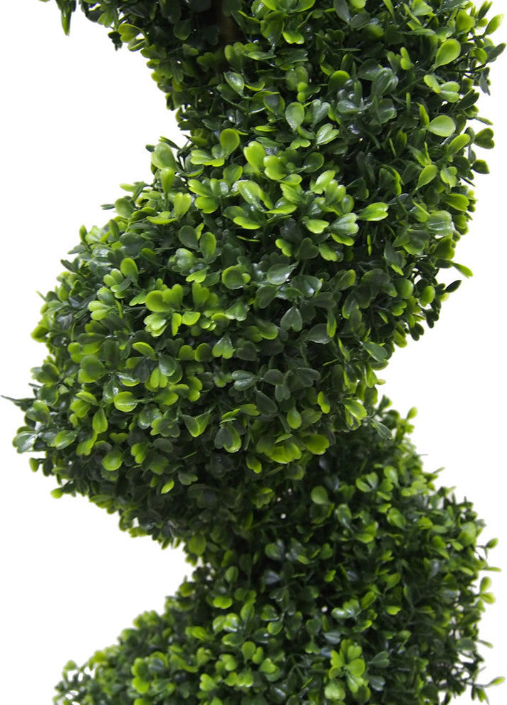 5' Boxwood Spiral In Pot (Uv)