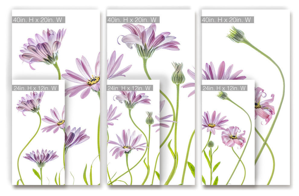 Ready2HangArt 'Cape Daisies I' 3-Piece Canvas Wall Decor Set, 60"x40"