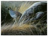 Ron Parker 'California Quail' Canvas Art, 32"x24"