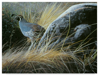 Ron Parker 'California Quail' Canvas Art, 32"x24"