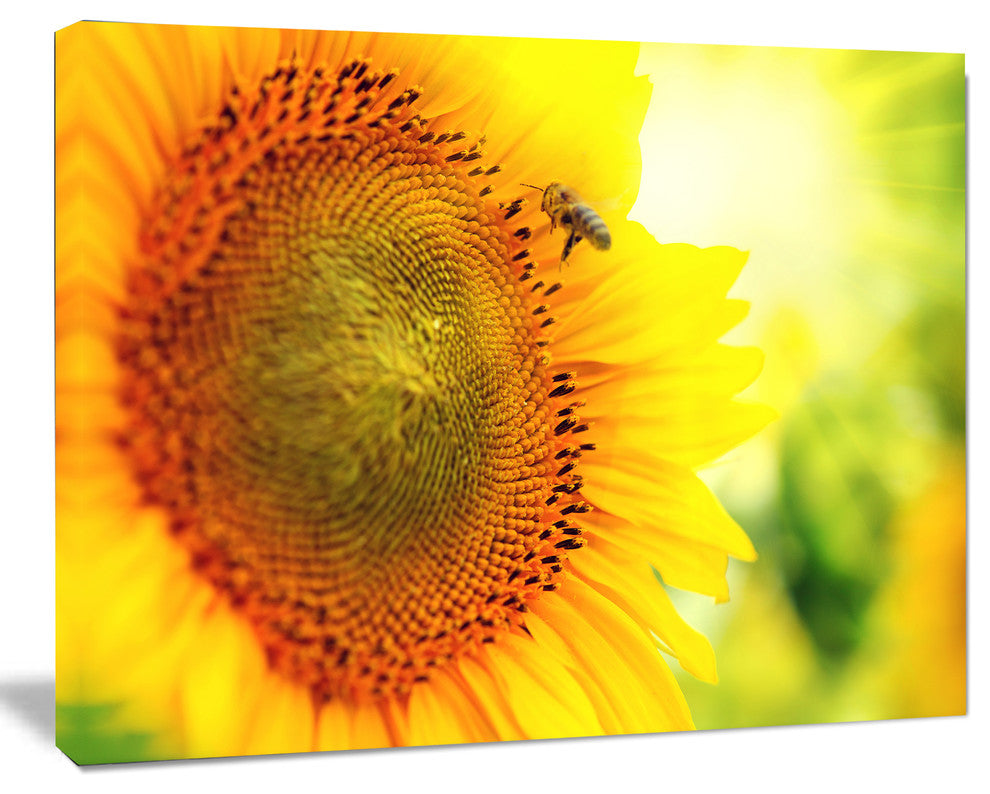 Sunflower Blooming on Field, Large Animal Canvas Art Print, 60"x28"