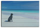 26" Energetic Dog at the Beach Wood Plank Wall Art