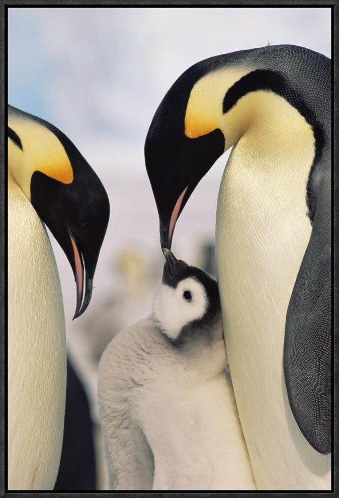 "Emperor Penguin parents with chick, Antarctica"  by Konrad Wothe, 17x25"