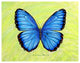 Betsy Drake Blue Morpho Butterfly 30 X 50 Inch Floral Comfort Floor Mat