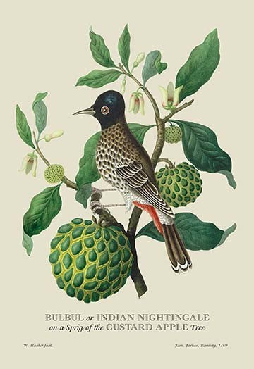 Bulbul or Indian Nightingale - Gallery Wrapped Canvas Art 28" x 42"
