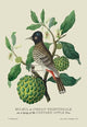 Bulbul or Indian Nightingale - Gallery Wrapped Canvas Art 28" x 42"