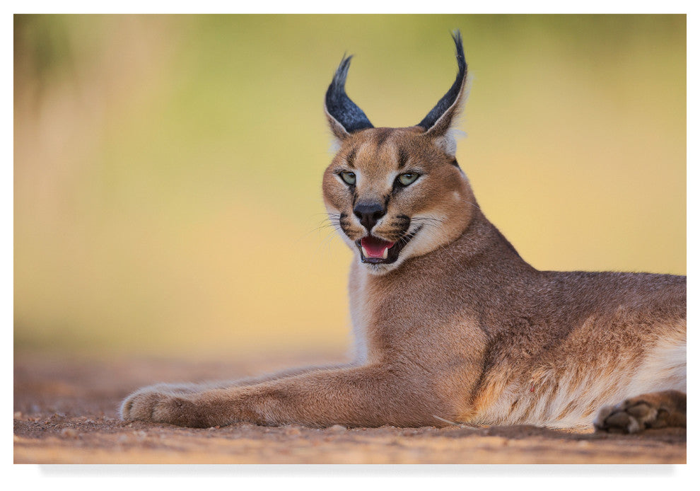 Hillebrand Breuker 'Caracal On Green' Canvas Art, 47"x30"