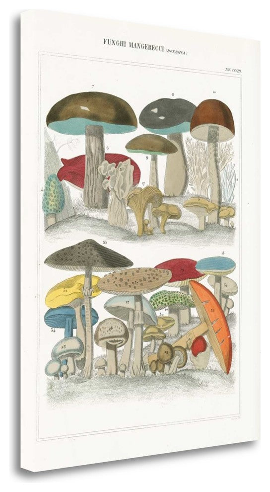 "Funghi Italiani I" By Wild Apple Portfolio, Giclee Print on Gallery Wrap Canvas