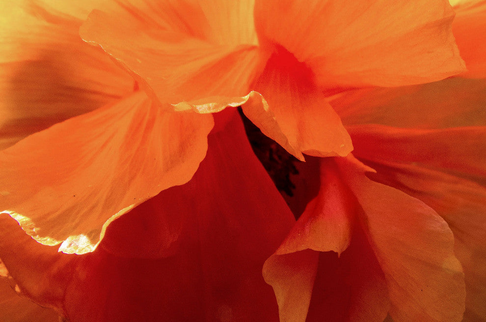 Brillant Orange Poppy 1