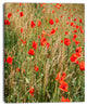 Red Poppy Field with Full of Flowers, Large Flower Canvas Art Print, 12"x20"