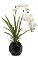 Cream Vanda Orchids in Black Glass Bowl