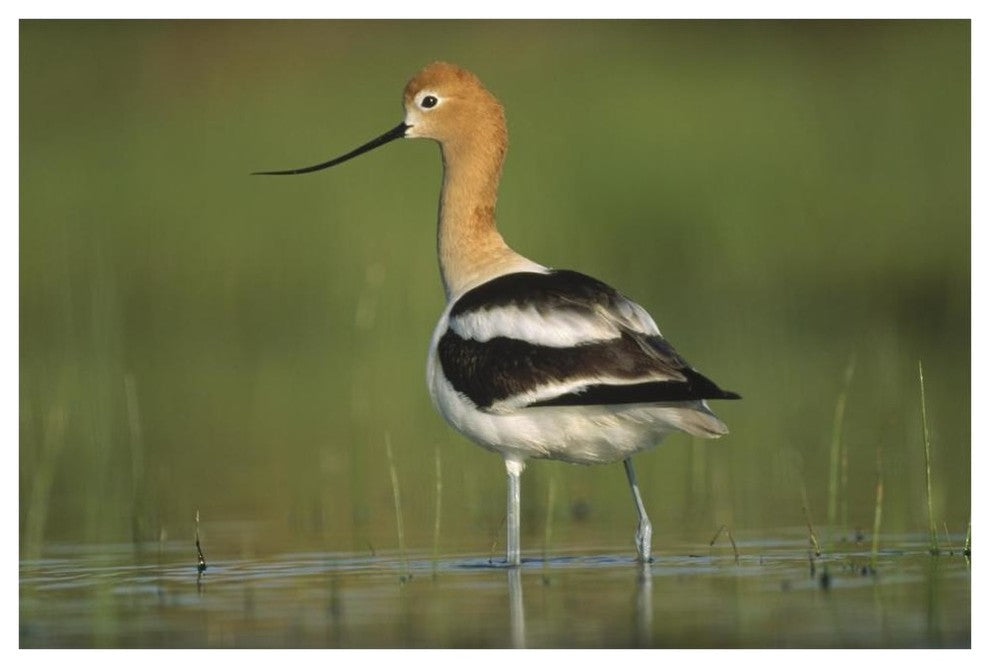 "American Avocet in breeding plumage wading, North America" Paper Art, 62"x42"