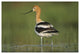 "American Avocet in breeding plumage wading, North America" Paper Art, 62"x42"