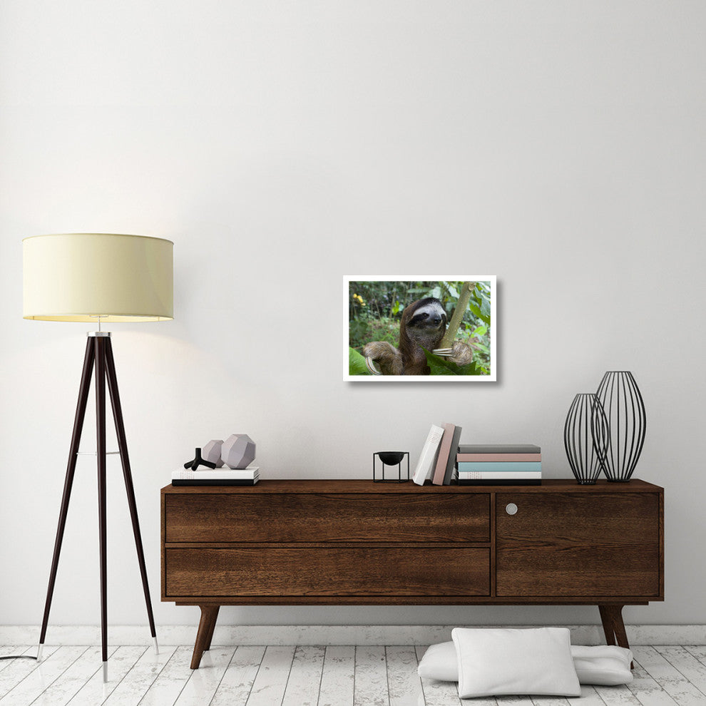 "Brown-throated 3-toed Sloth male, Aviarios Sloth Sanctuary" Paper Art, 26"x18"