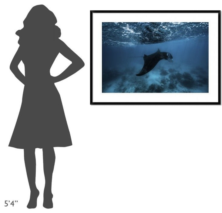 "Manta Ray" Framed Digital Print by Barathieu Gabriel, 44x32"