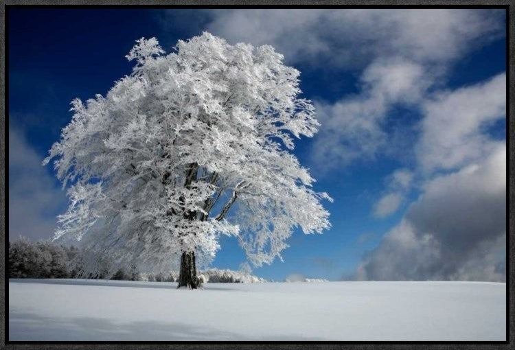 "White Windbuche In Black Forest"  by Franz Schumacher, 23x16"