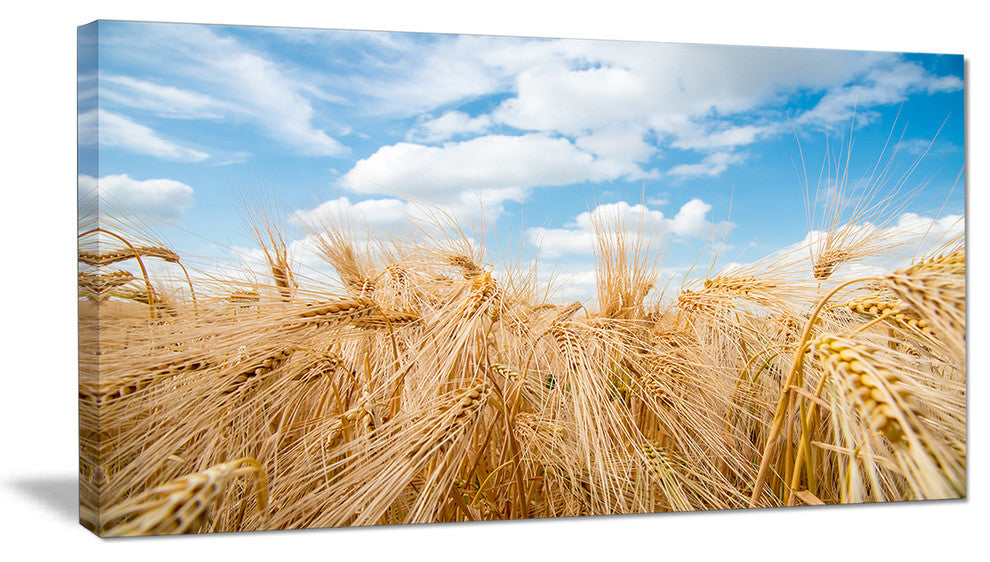 Barley Field under Blue Sky, Large landscape Canvas Art Print, 60"x28"