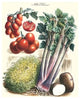 Vegetables; Tomato Varieties, Celery, and Potato- Canvas Poster 20" x 30"
