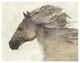 "Into the Wind Ivory" Digital Paper Print by Albena Hristova, 26"x22"
