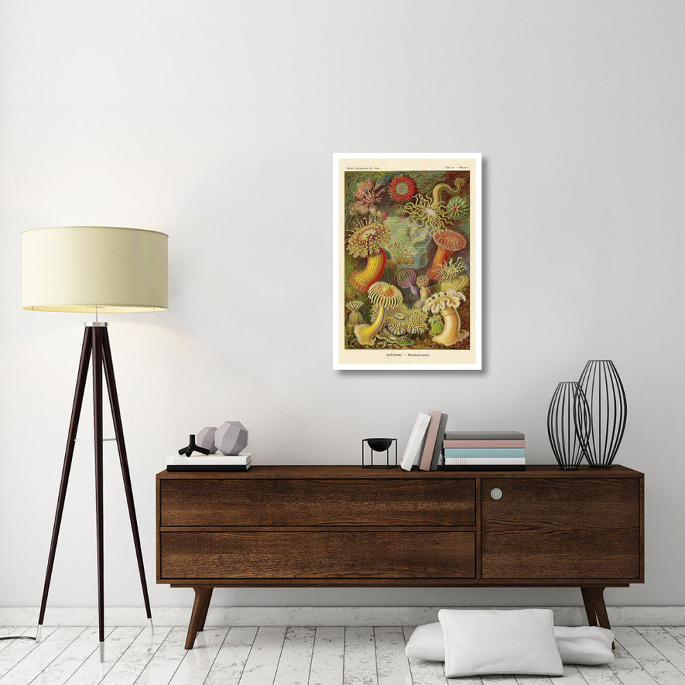 "Haeckel Nature Illustrations: Actiniae" Paper Print by Ernst Haeckel, 26"x38"